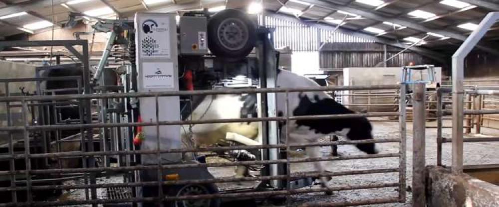 The camera can identify cows beginning to go lame - and they will go for foot trimming