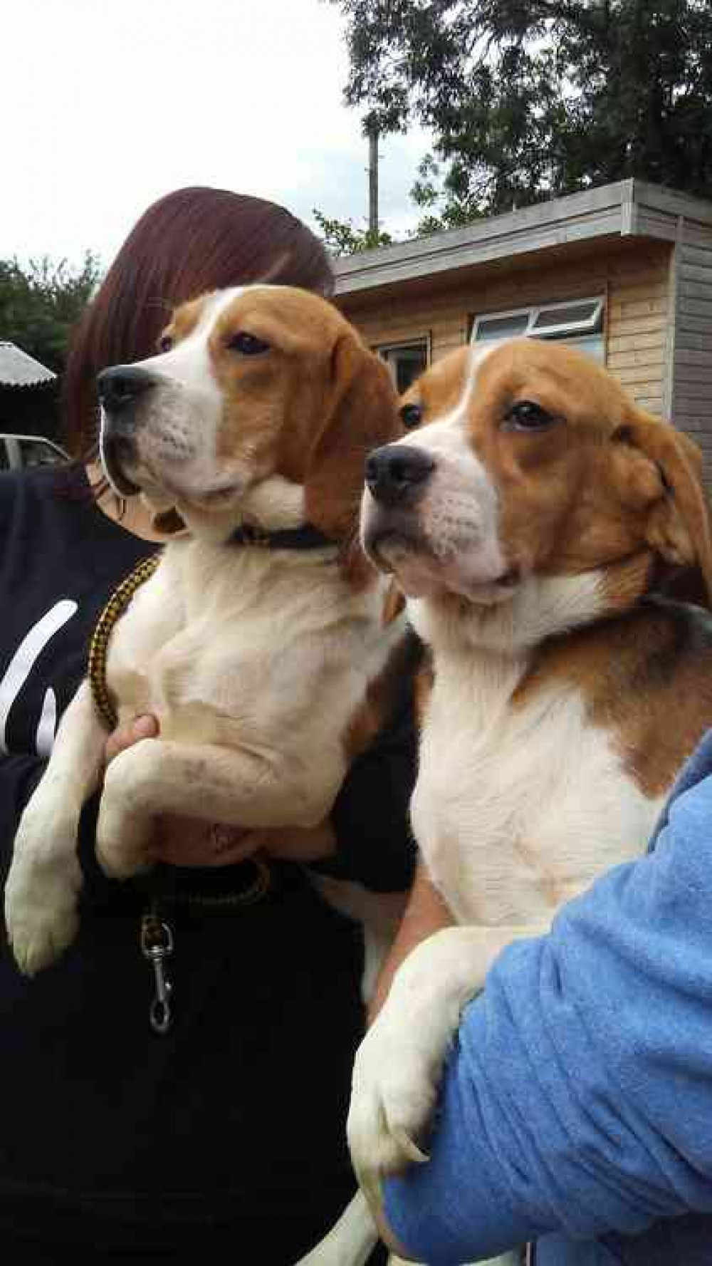 Two of the pack being helped by Dogs Friends