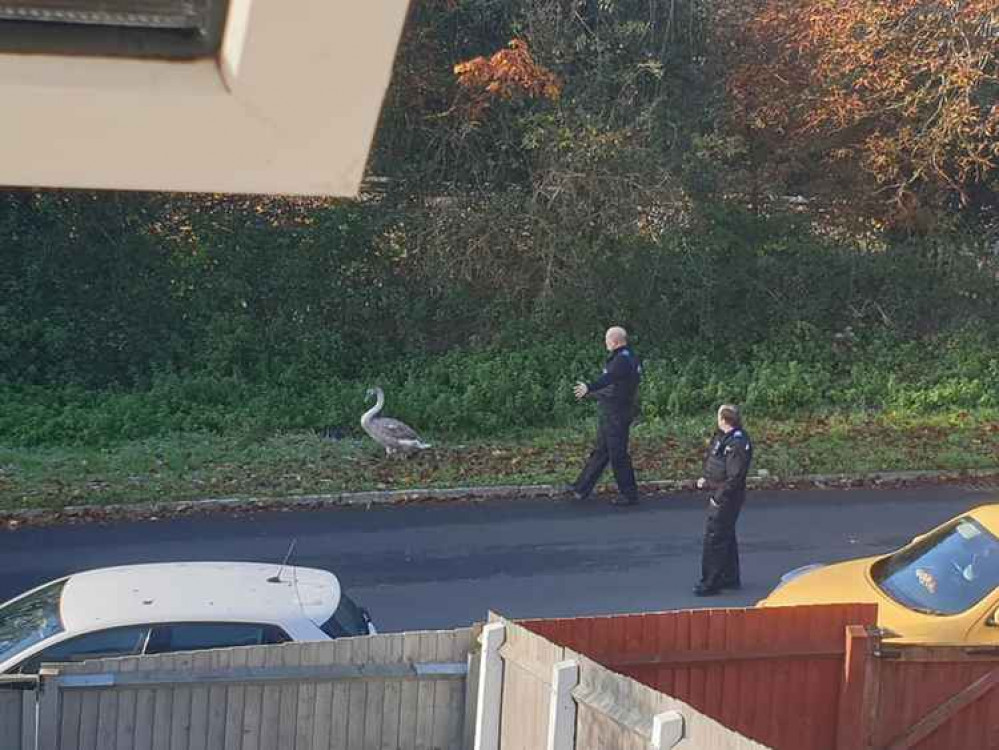 He was rounded up by the police on November 5 thank you Asa Wilkinson for the photo