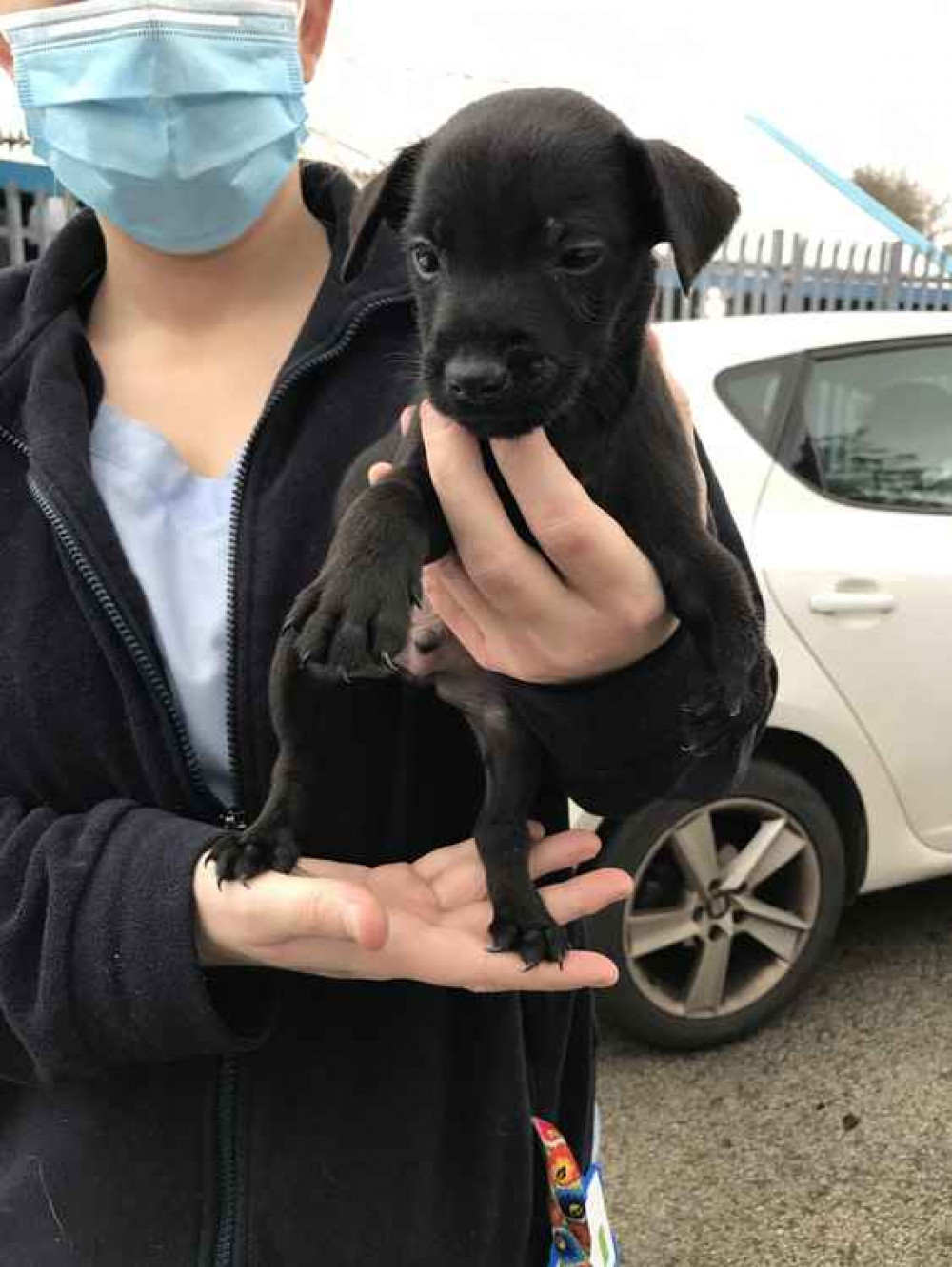 Keith who was abandoned by a puppy breeder due to a deformity, was just six-weeks-old when he was found dumped in a cardboard box in a park in Ashton-under-Lyne, Greater Manchester, earlier this month.