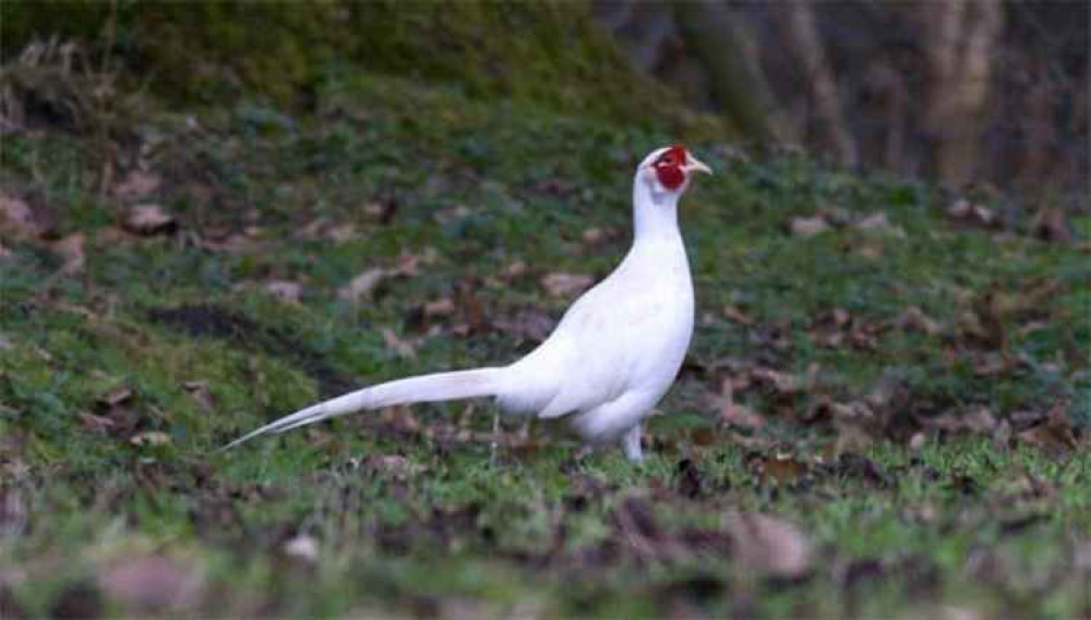 Local Fromies were enchanted with sightings of the white pheasant