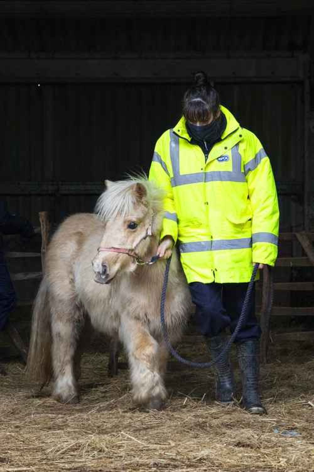 The RSPCA with one of the ponies it has rescued