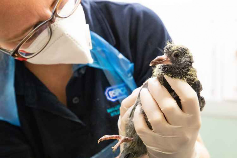 A veterinary nurse checks over a fledgling