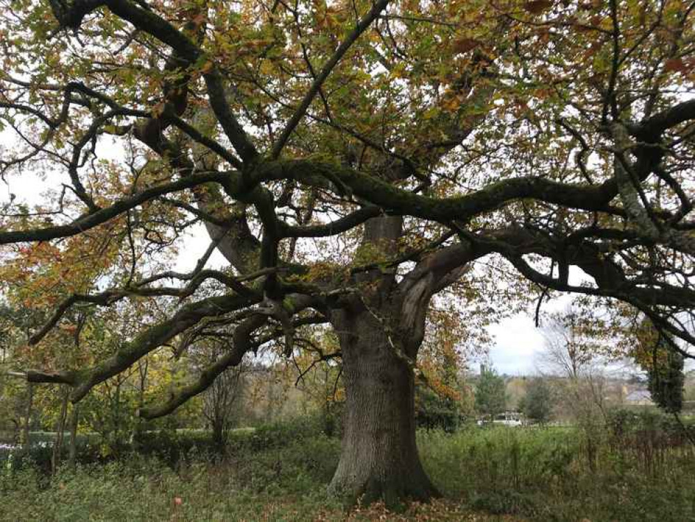 Easthill trees