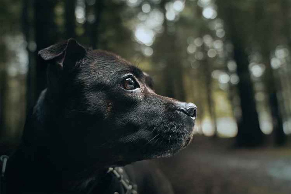 Staffordshire Bull Terriers are one of the most popular breeds to steal . Photo by Martin Dalsgaard on Unsplash