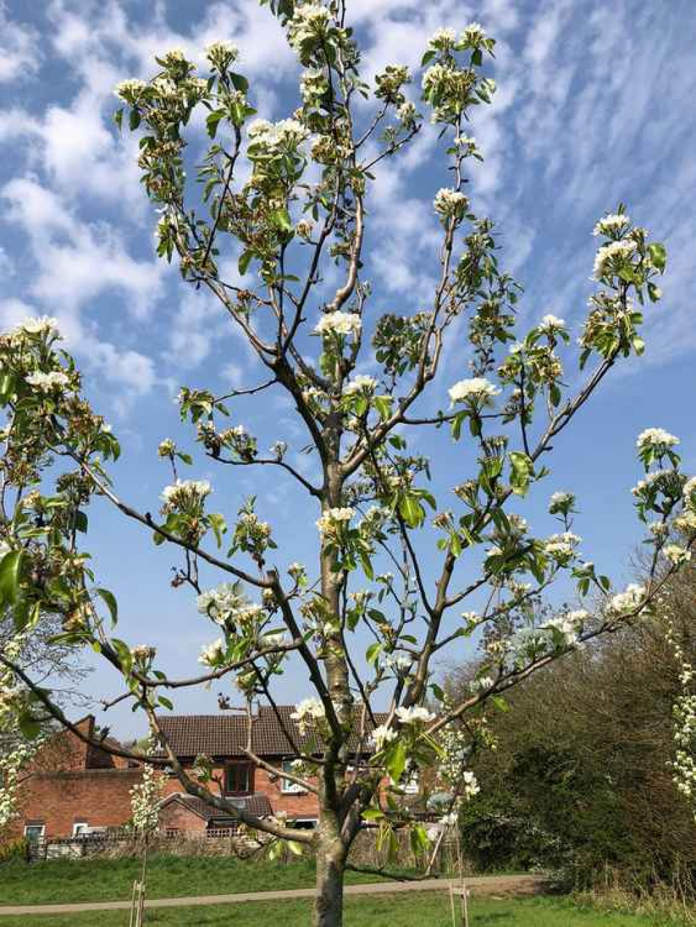 There are some stunning blossoming trees in and around Frome at the moment