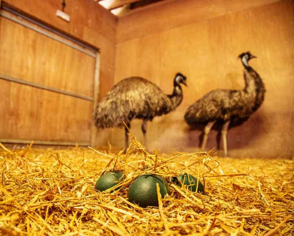 Emus Biscuit and Bounty over at Longleat