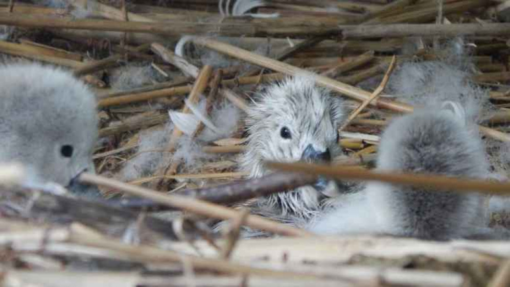 First cygnets arrived this morning (May 2) at 8am