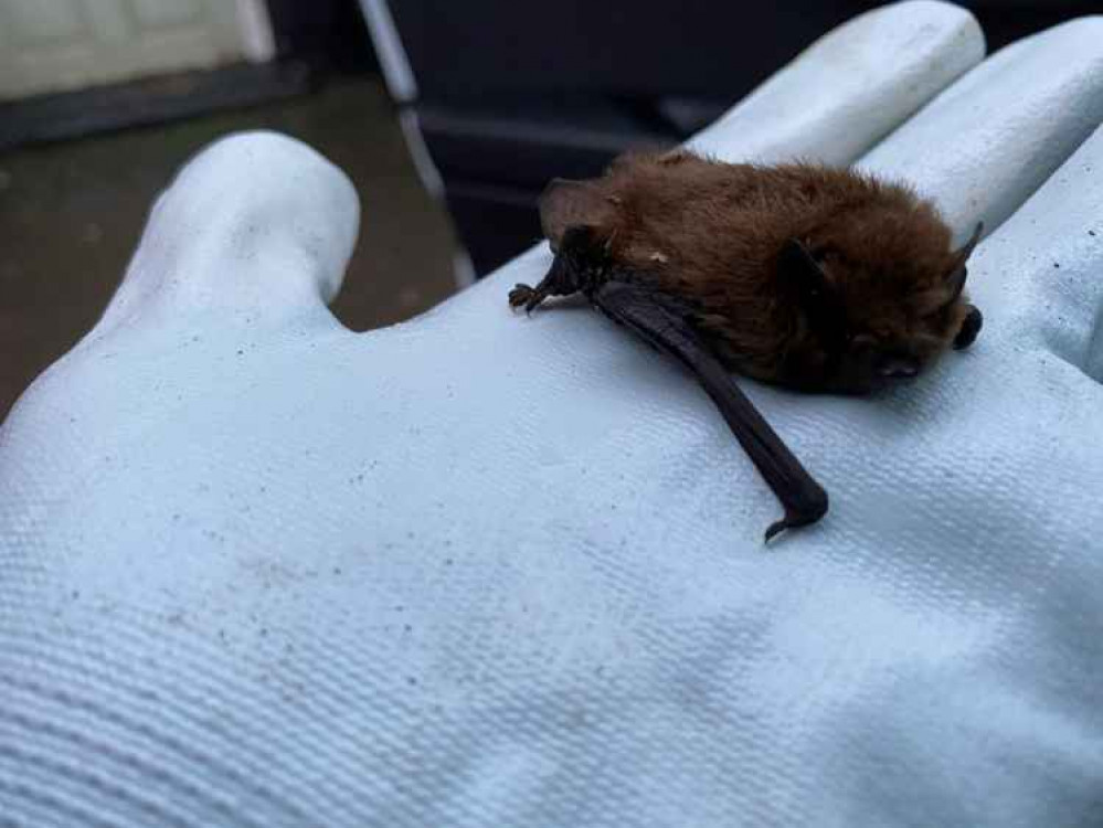 Noella, the Soprano Pipistrelle bat rescued by Highways England near the A303