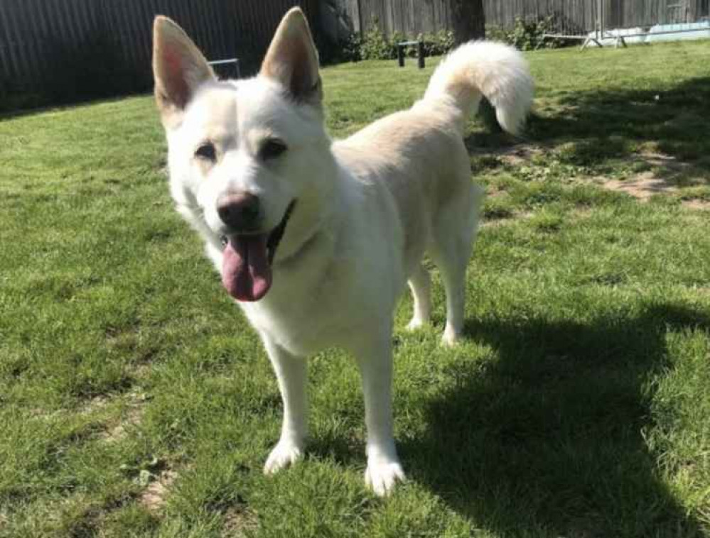 Poor Snowy has been returned to RSPCA care recently after struggling to cope with separation related behaviour in her adoptive home. The nine-year-old German shepherd cross husky is playful, affectionate and loves human company so much that she struggles