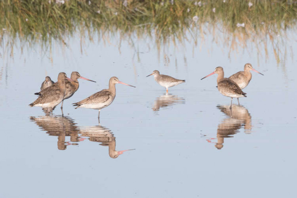 Group of  black-tailed godwits at WWT