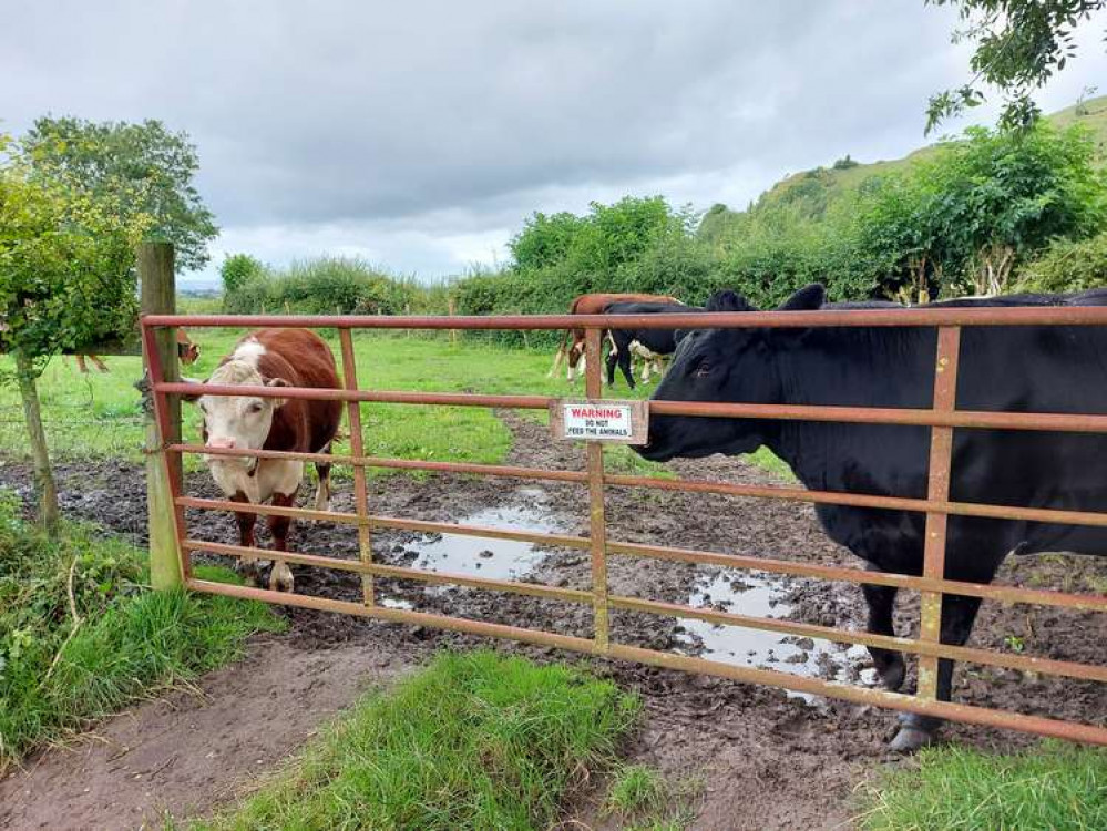 Cows on the edge of Cley Hill, just over the border in Somerset