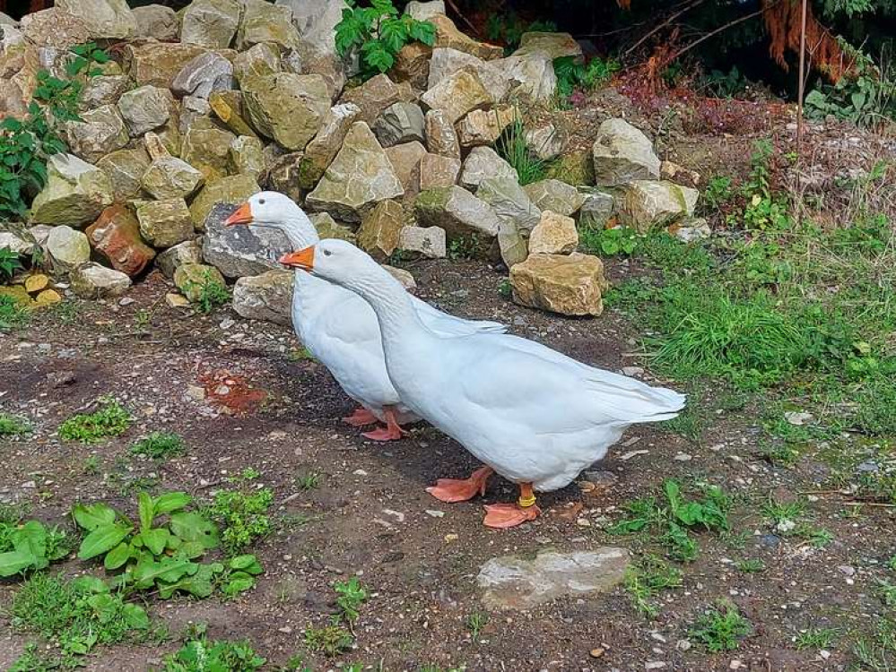 Get out walking - maybe with a friend?