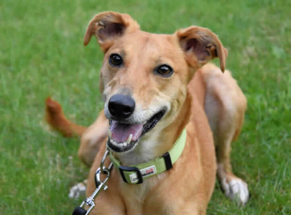 Socks is a friendly and lively 6-year-old female lurcher . This energetic girl loves to play . Socks is a friendly and lively 6-year-old female lurcher . This energetic girl loves to play .