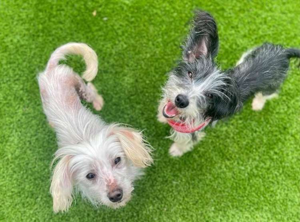 Five-year-old Rita and two-year-old Patsy want to stay together! These two are at RSPCA Brent Knoll Five-year-old Rita and two-year-old Patsy want to stay together! These two are at RSPCA Brent Knoll