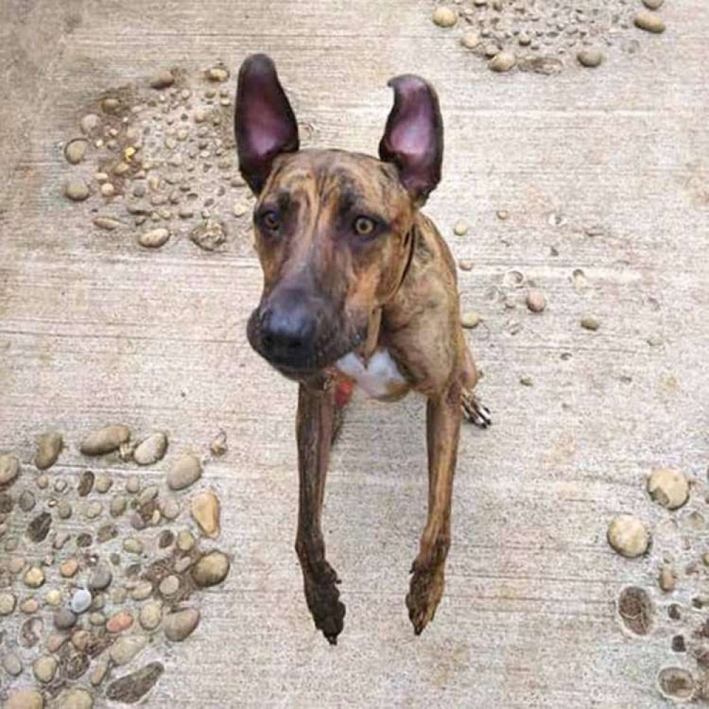 Four-year-old lurcher Sue was rescued as a stray and has spent almost her entire life in kennels. She's been at the RSPCA's Bath Cats & Dogs Home for four years. Four-year-old lurcher Sue was rescued as a stray and has spent almost her entire life in kennels. She's been at the RSPCA's Bath Cats & Dogs Home for four years.