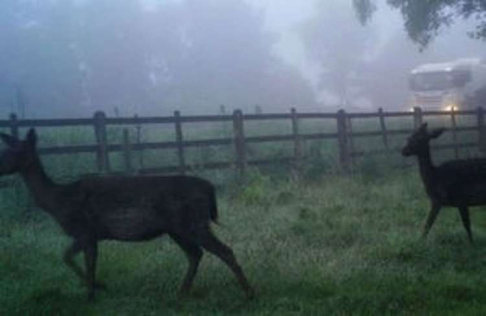 Drivers are being asked to be DeerAware this autumn