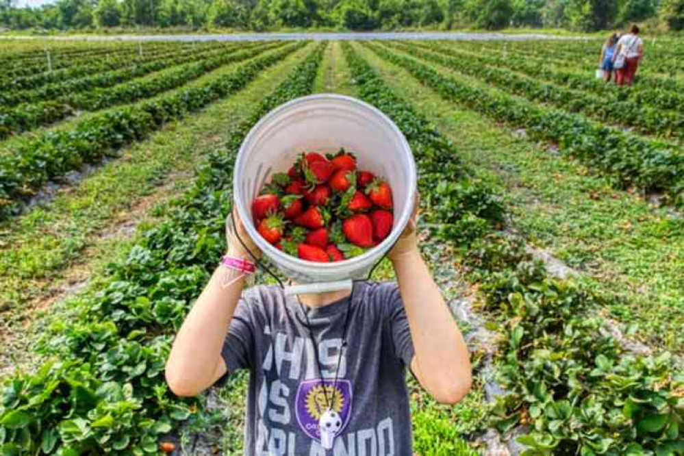 Fruit picking season will peak in June. Photo by Mick Haupt on Unplash Fruit picking season will peak in June. Photo by Mick Haupt on Unplash