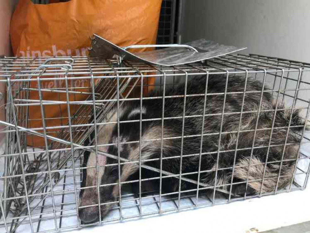 Distressed but thankfully uninjured, the trapped badger in its cage