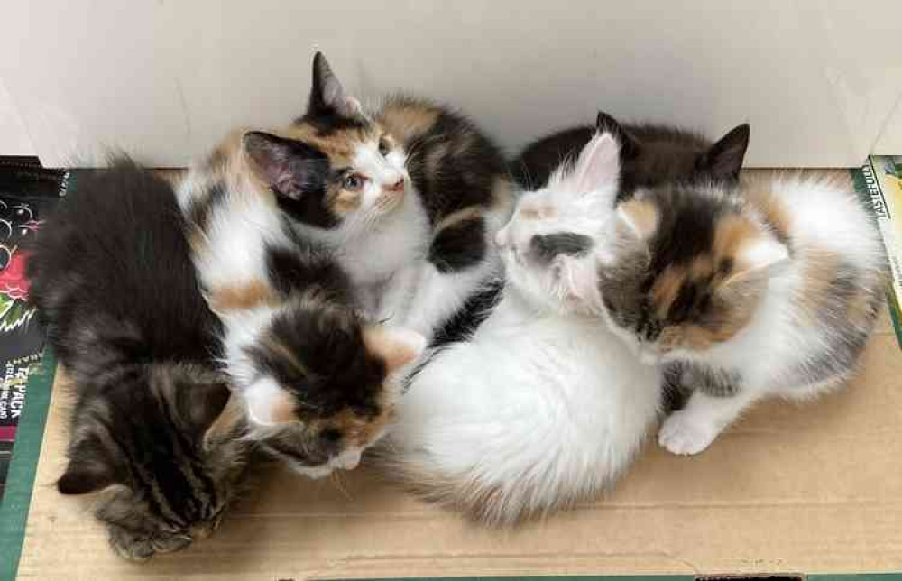 All these kittens went to good homes last week All these kittens went to good homes last week