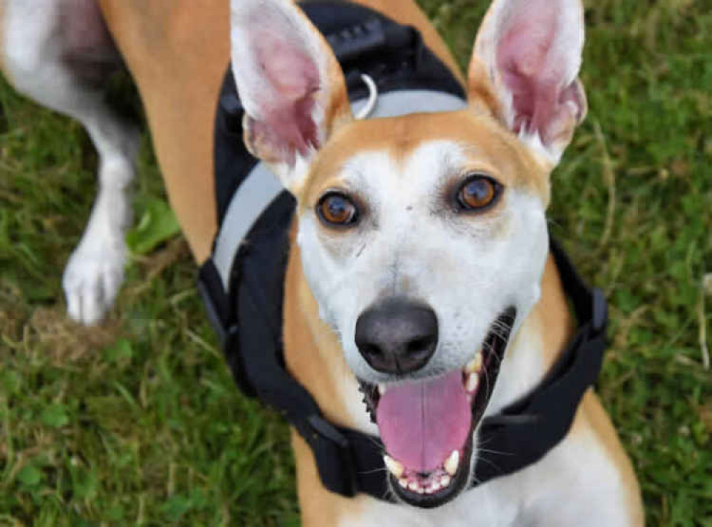 Six year old Dino,  a lurcher crossbreed is looking to be adopted from the RSPCA West Hatch Animal Centre.  If you are looking for a fun loving, goofy dog, who loves nothing more than hanging with his person, then look no further than Dino.