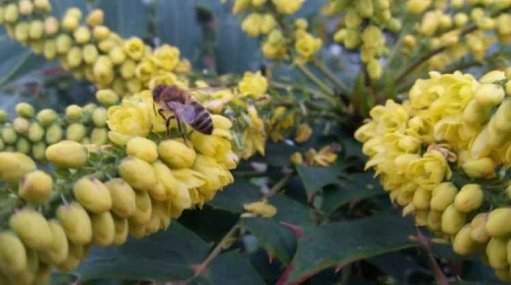 The indispensable honeybee The indispensable honeybee