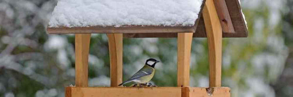 Great tit