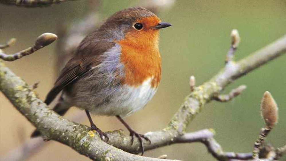 Robin