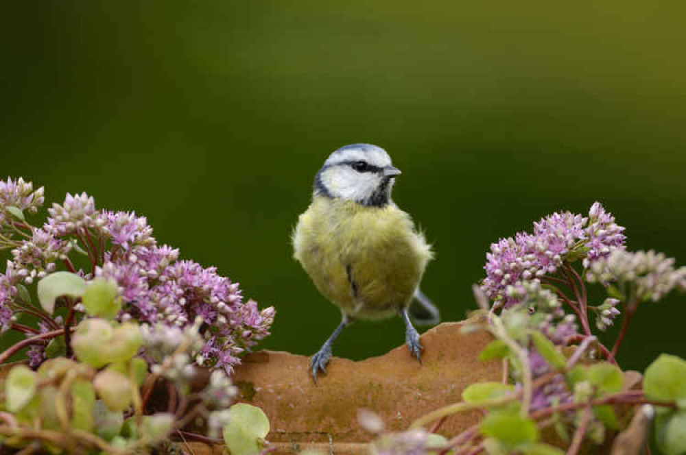 Blue tit