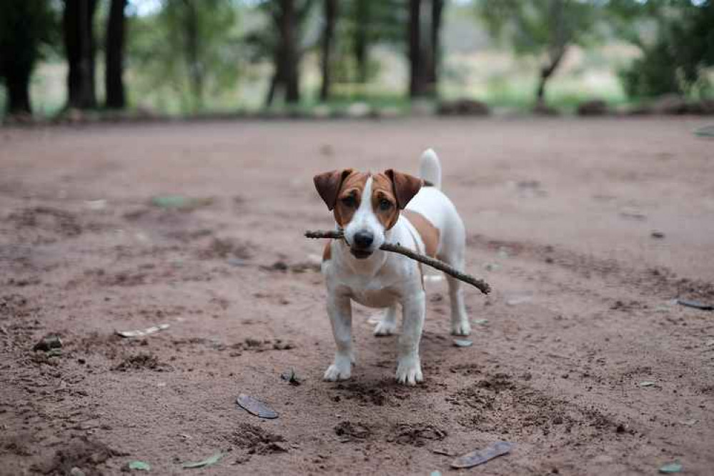 Jack Russells are one of the most popular breeds targeted by thieves. Photo by Rob Fuller on Unsplash Jack Russells are one of the most popular breeds targeted by thieves. Photo by Rob Fuller on Unsplash