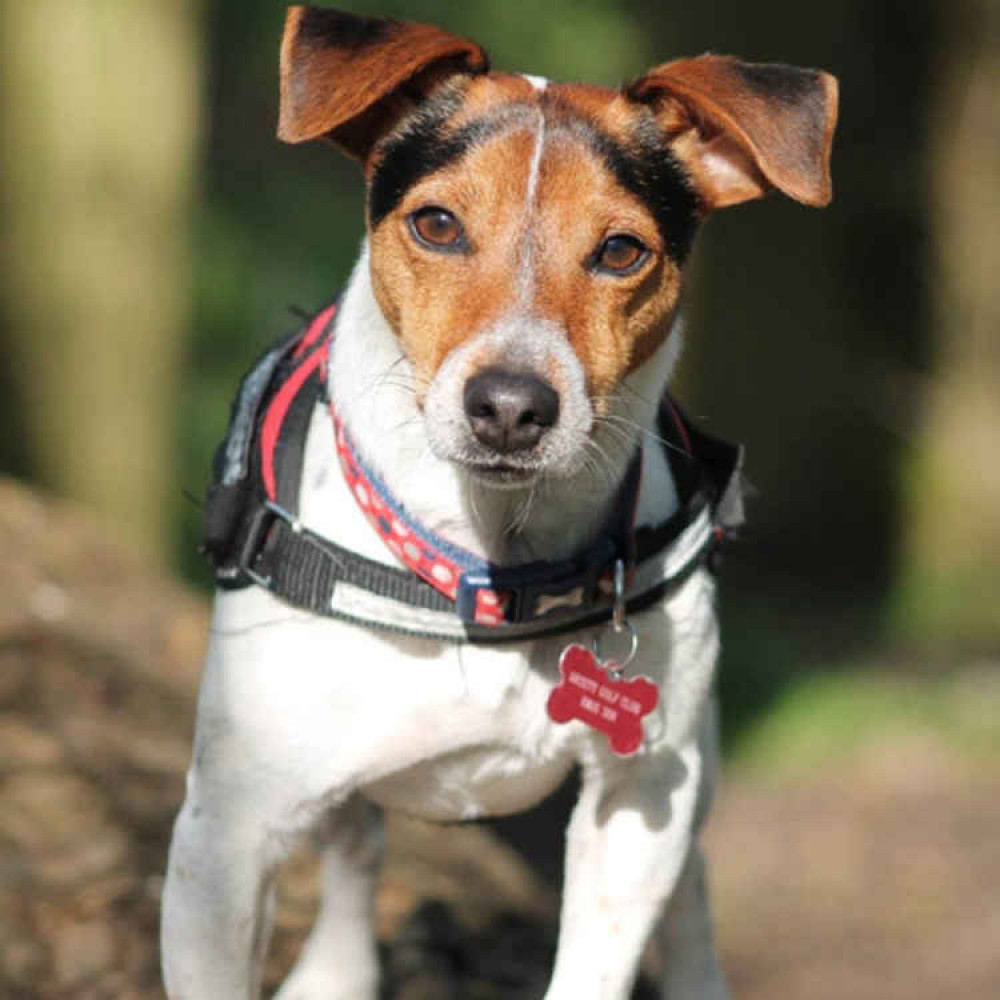 A walk in the woods with Ollie proved a terrible experience after he was attacked by another dog and his owner bitten