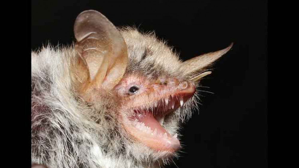 A Natterer bat