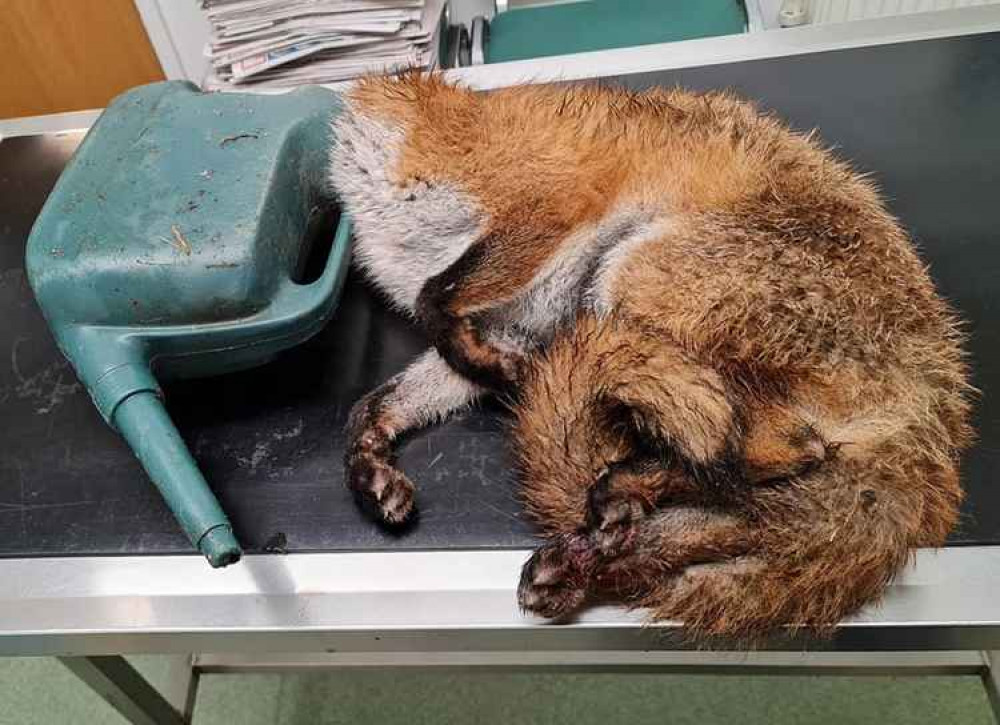 The fox with its head stuck in the can The fox with its head stuck in the can