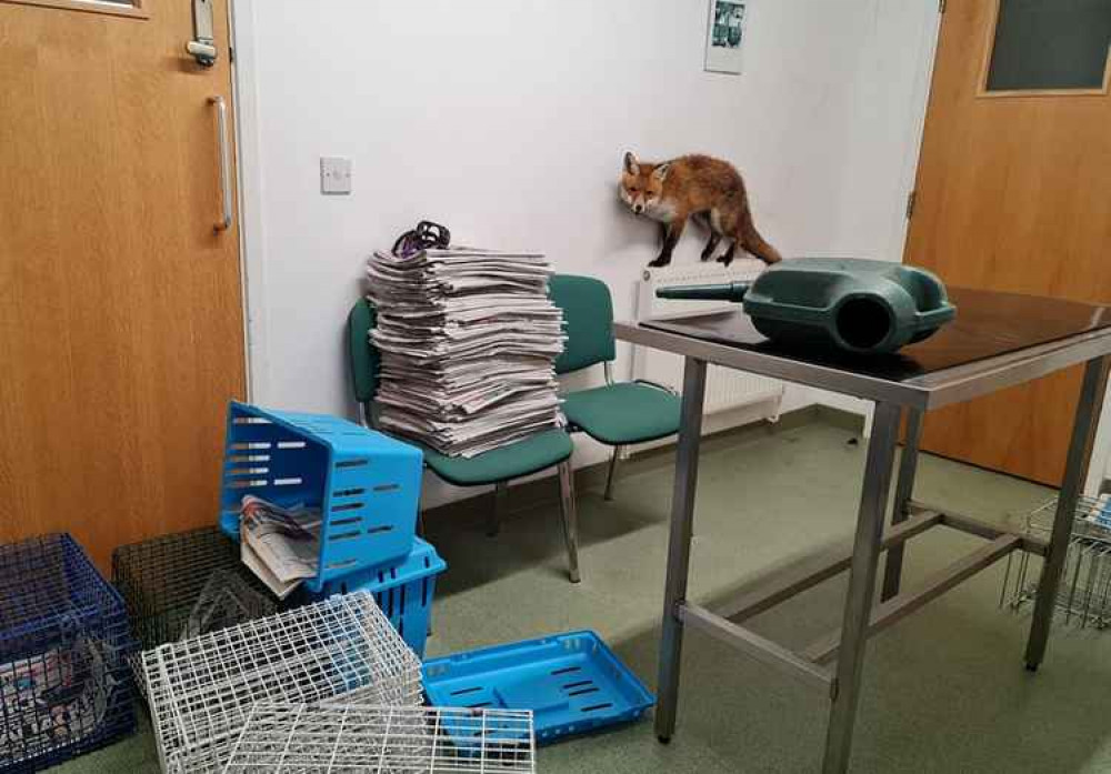 A brief escape saw the animal create a wave of destruction in the consulting room A brief escape saw the animal create a wave of destruction in the consulting room