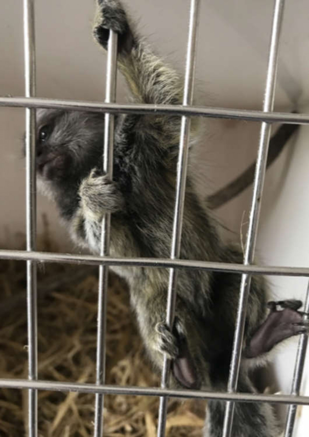 TikTok ready to be transferred to the rescue centre