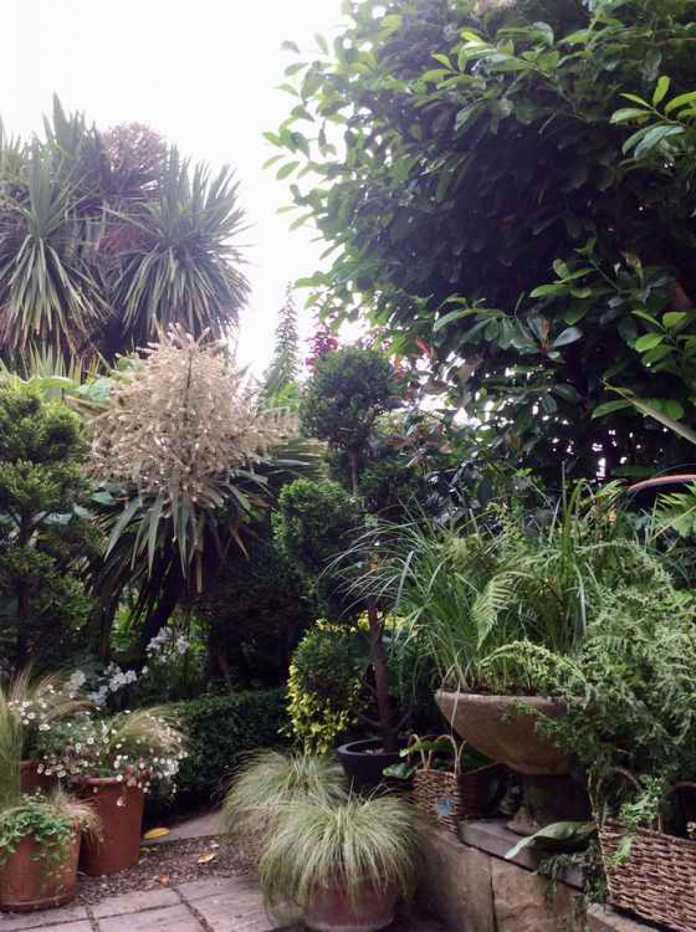 Lorrie O'Rawe's garden in Bridport Lorrie O'Rawe's garden in Bridport