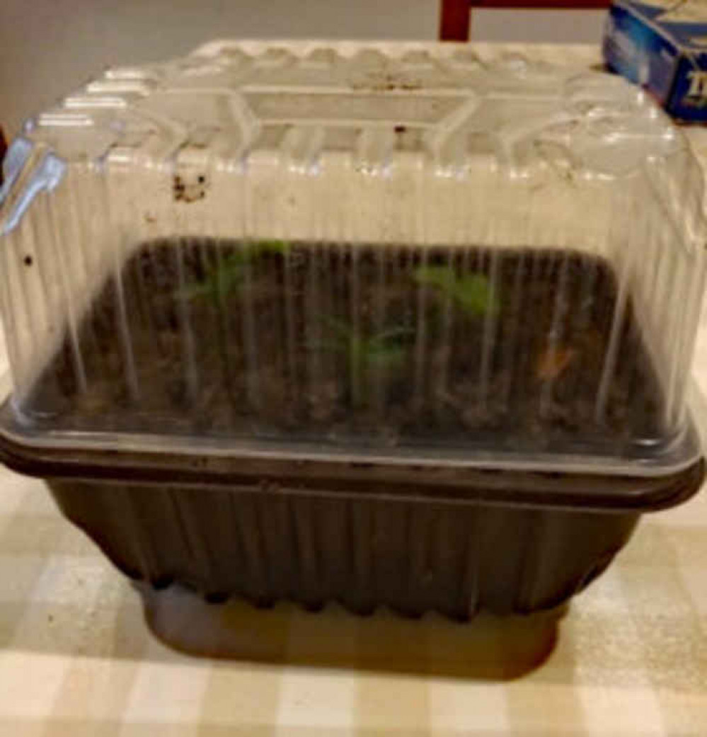 Clear trays can be used on top of opaque ones as propagators