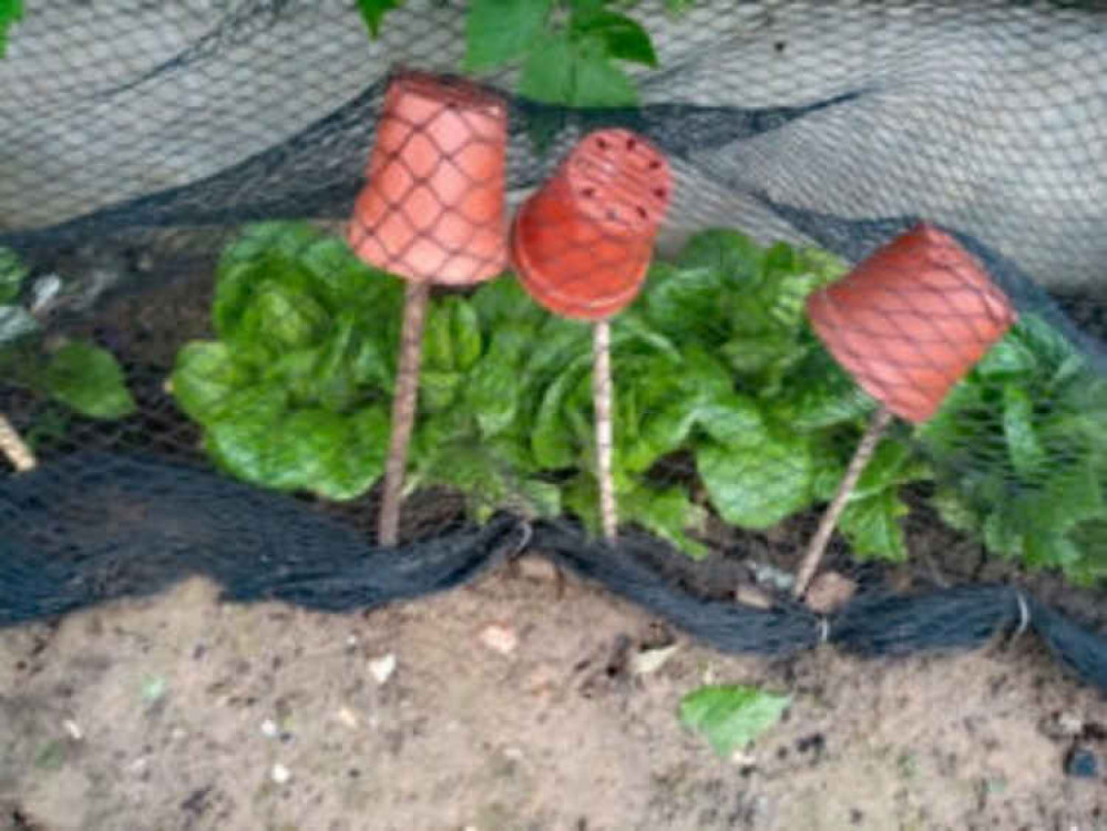 Top tips from Bridport Gardening Club to re-use single-use plastic containers