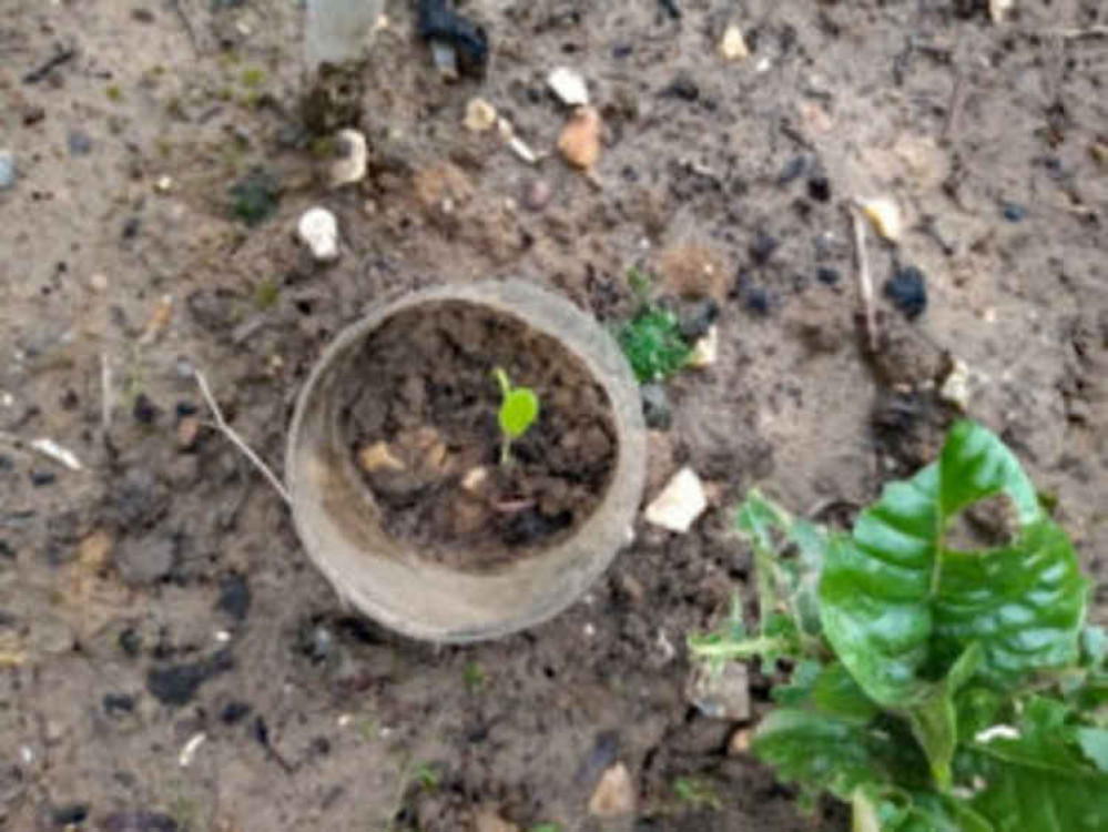 Larger pop bottles can be cut horizontally and used in open soil to keep slugs at bay