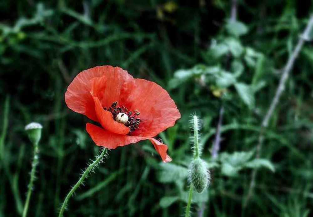 Remembrance Sunday in Bridport will be a bit different this year - here's what is planned