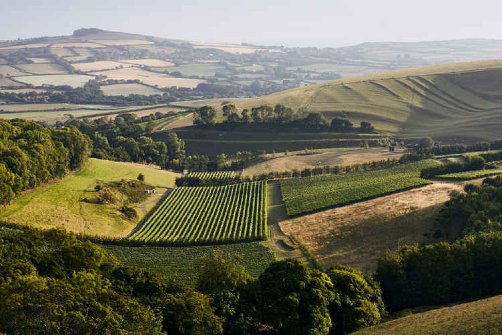 Bride Valley Vineyard Picture: Lucy Pope