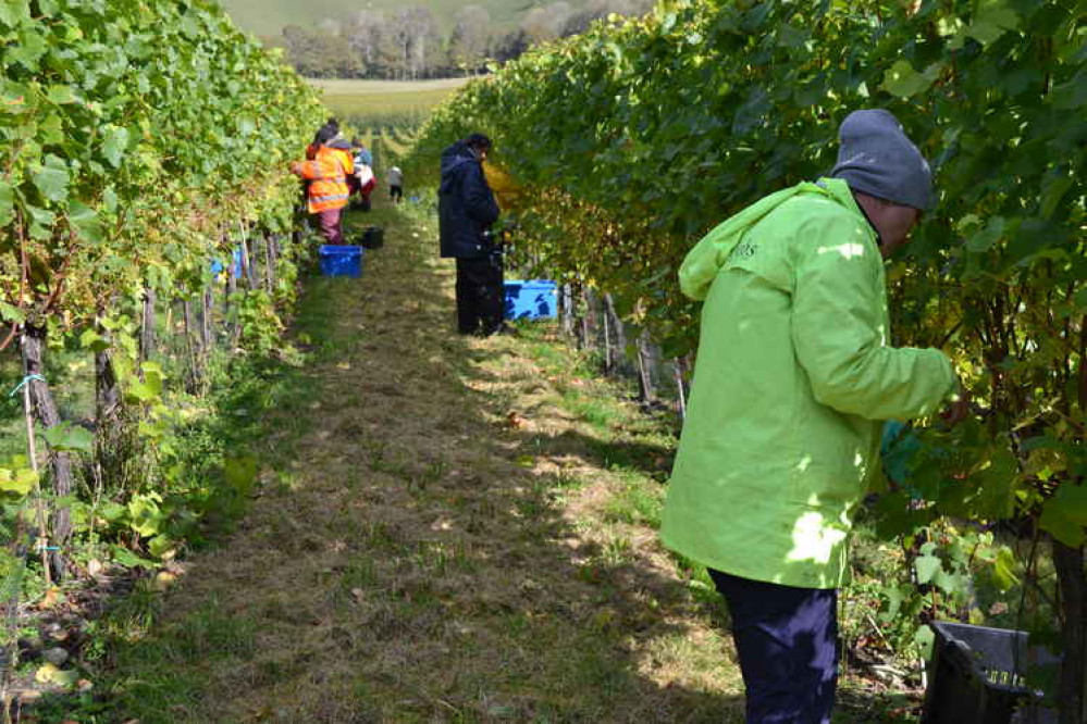 Grape harvesting at Bride Valley Vineyard