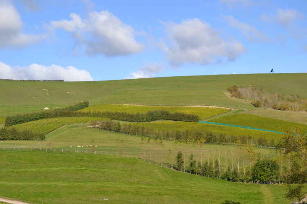 The Vineyard at Bride Valley