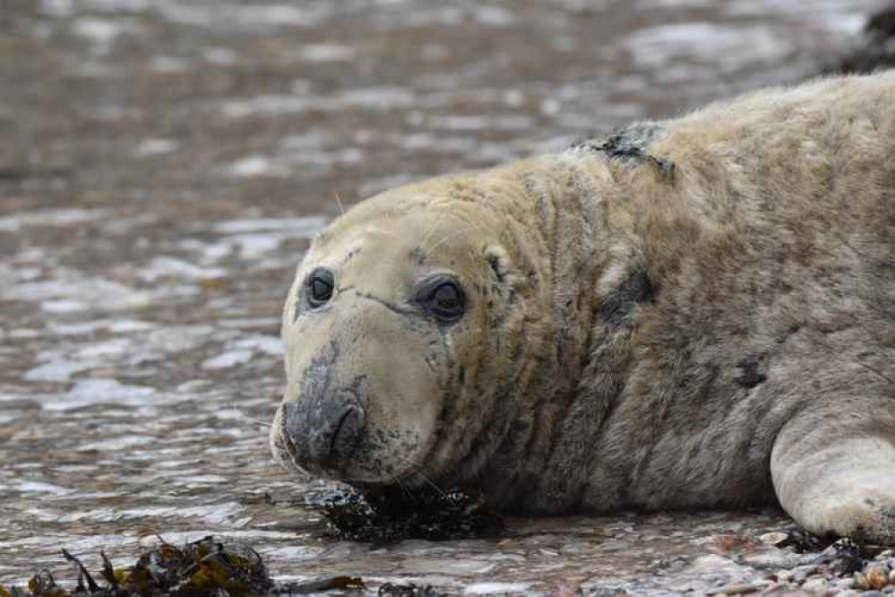 Crinkle the seal Picture: The Seal Project