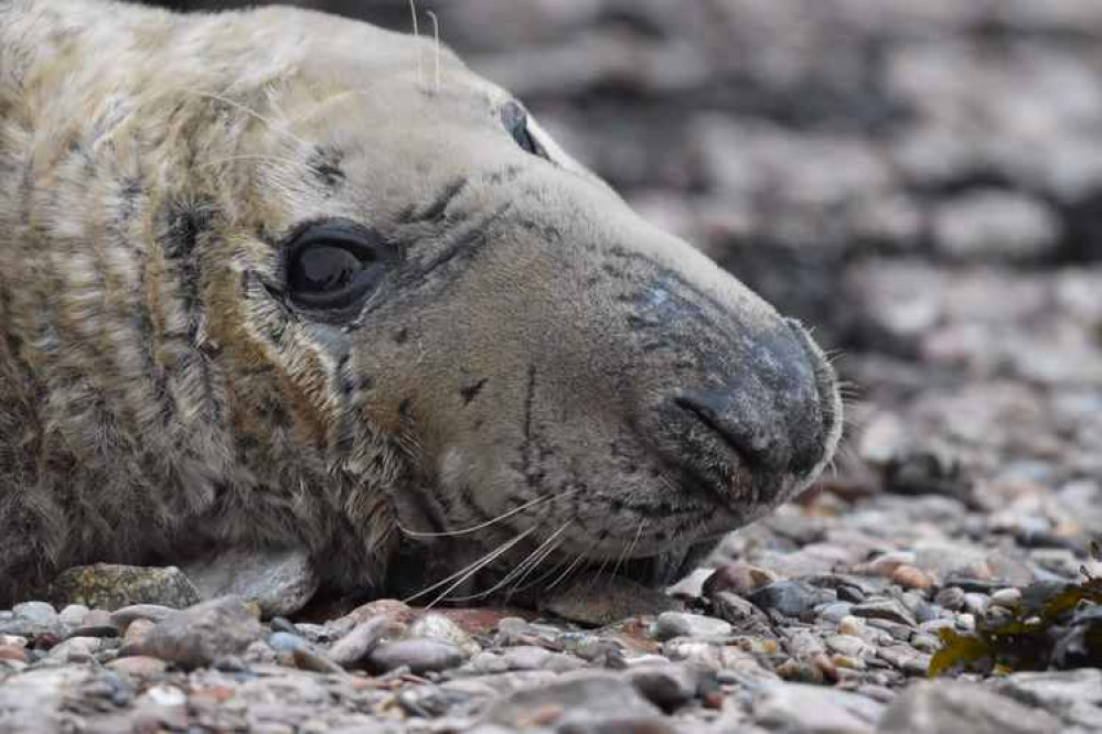 Crinkle the seal Picture: The Seal Project