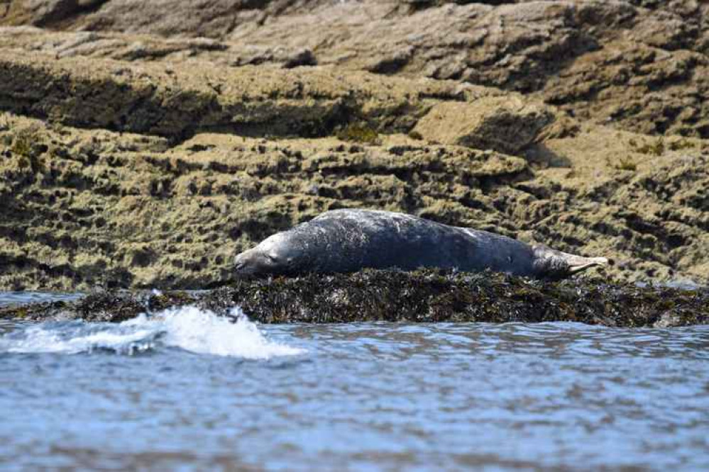 Crinkle the seal Picture: The Seal Project