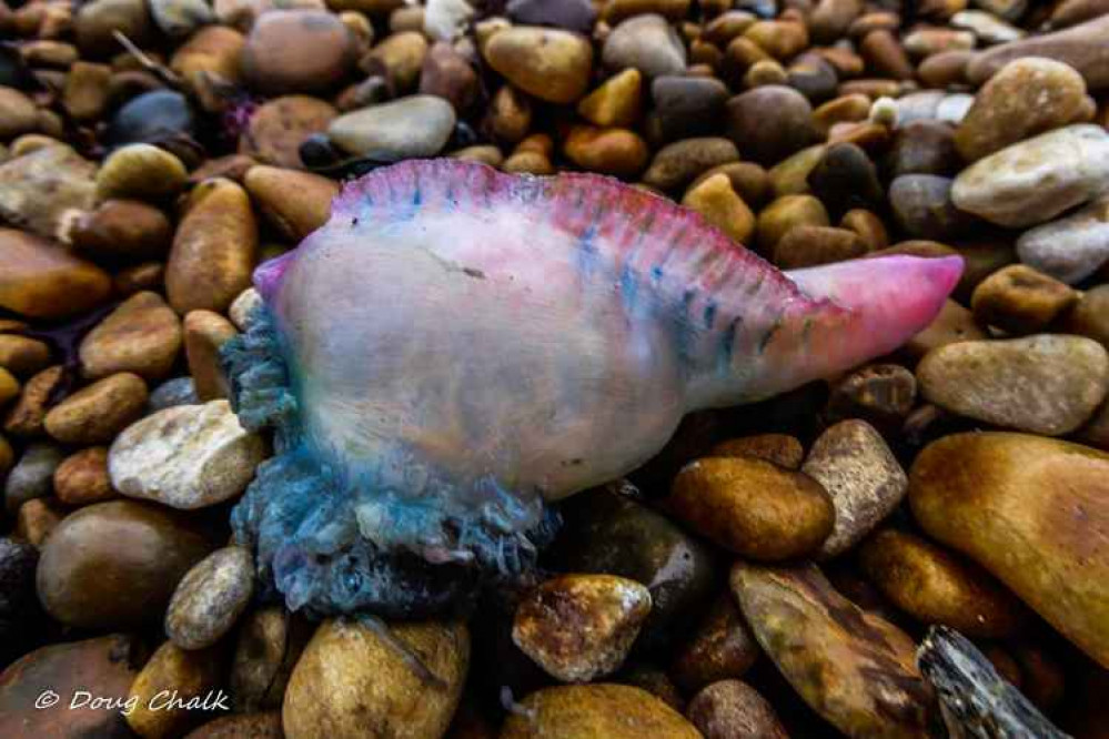 A Portuguese man o' war at Seatown Picture: Doug Chalk