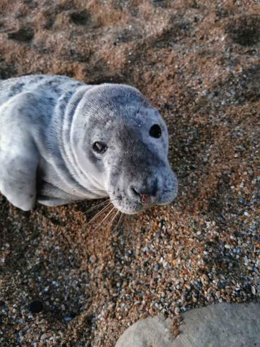 Vader the seal pup Picture: Lyme Bay NCI Vader the seal pup Picture: Lyme Bay NCI