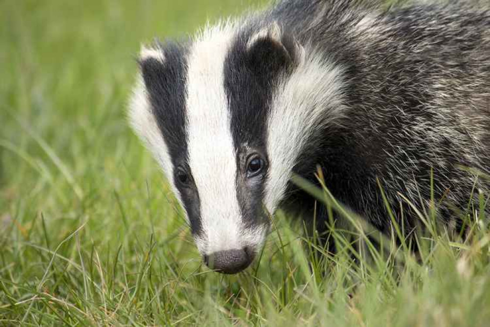 Badger culling operations to be extended in Dorset