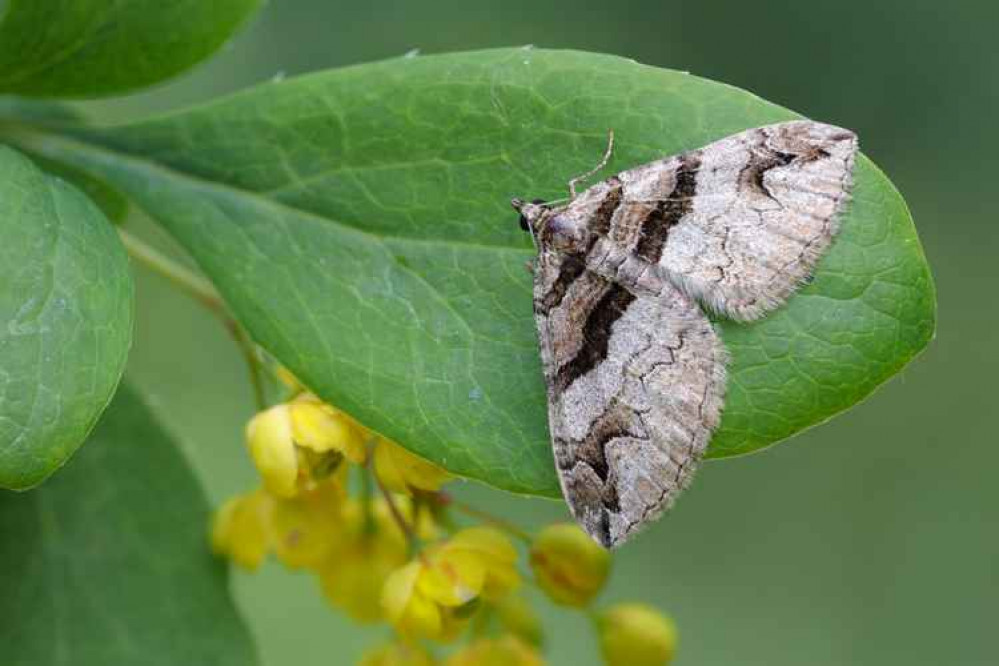 Barberry Carpet moth Picture: Alex Hyde